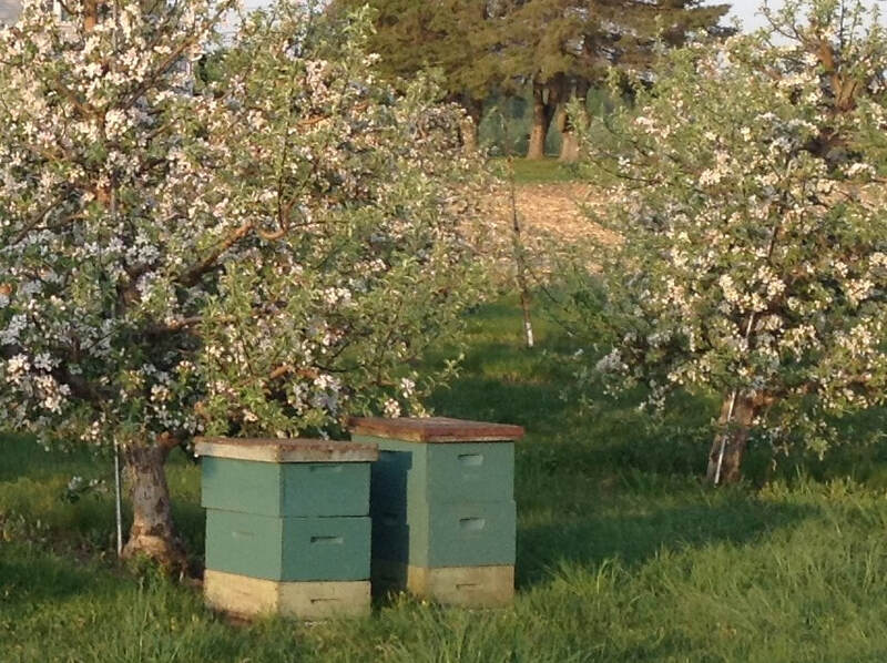 Pollination